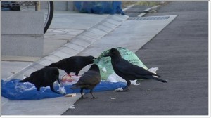からす 撃退