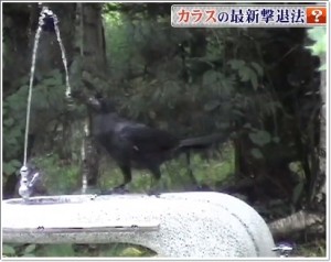 からす 撃退