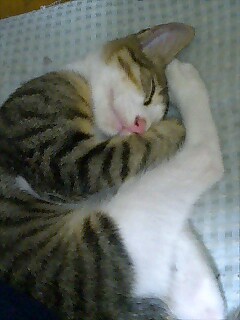 キジトラのオス猫が丸まって寝ている