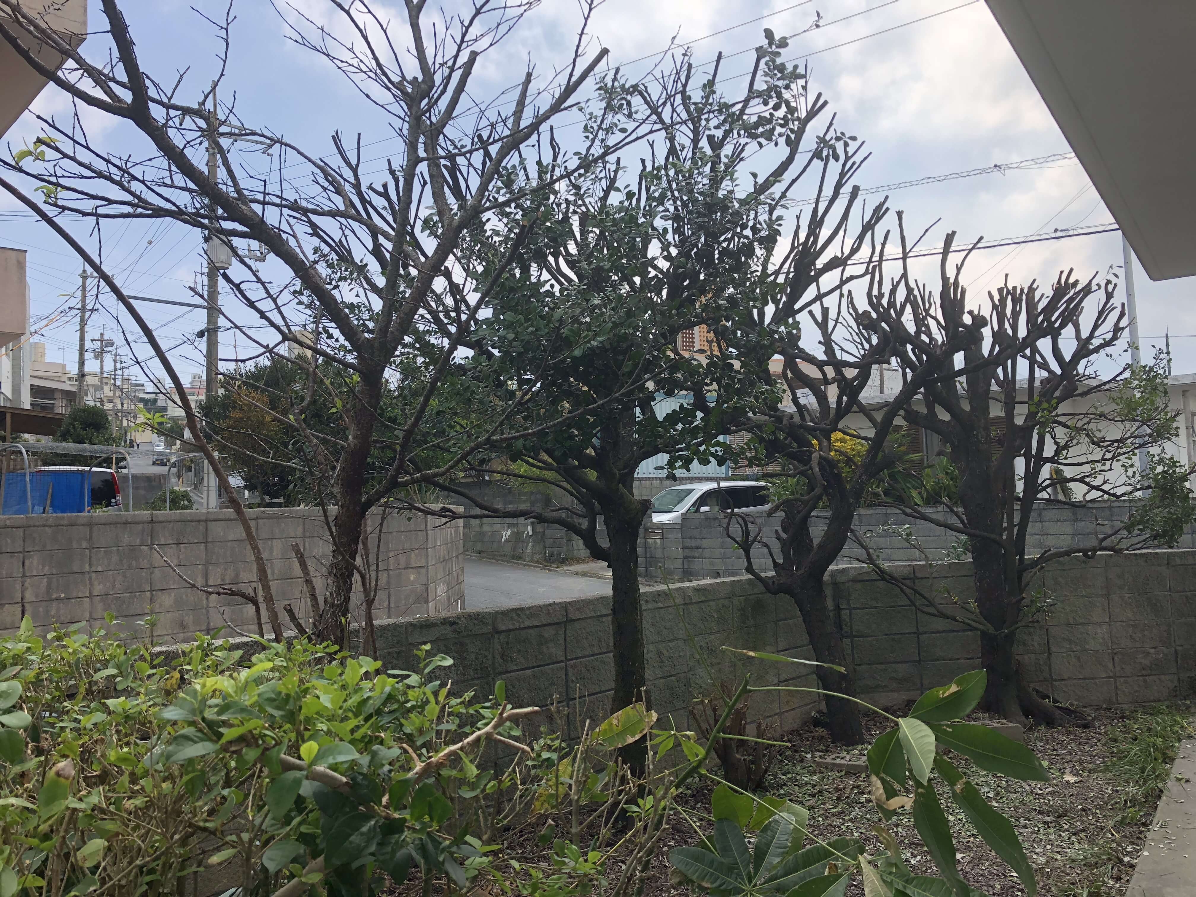 沖縄で木の枝を捨てる