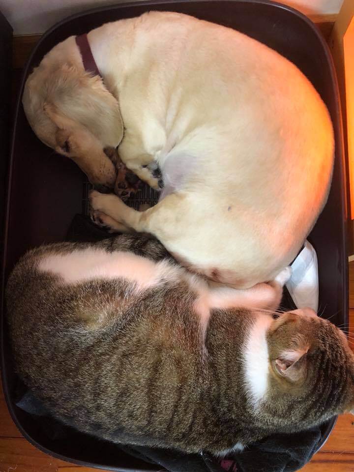 犬と猫が寝ている